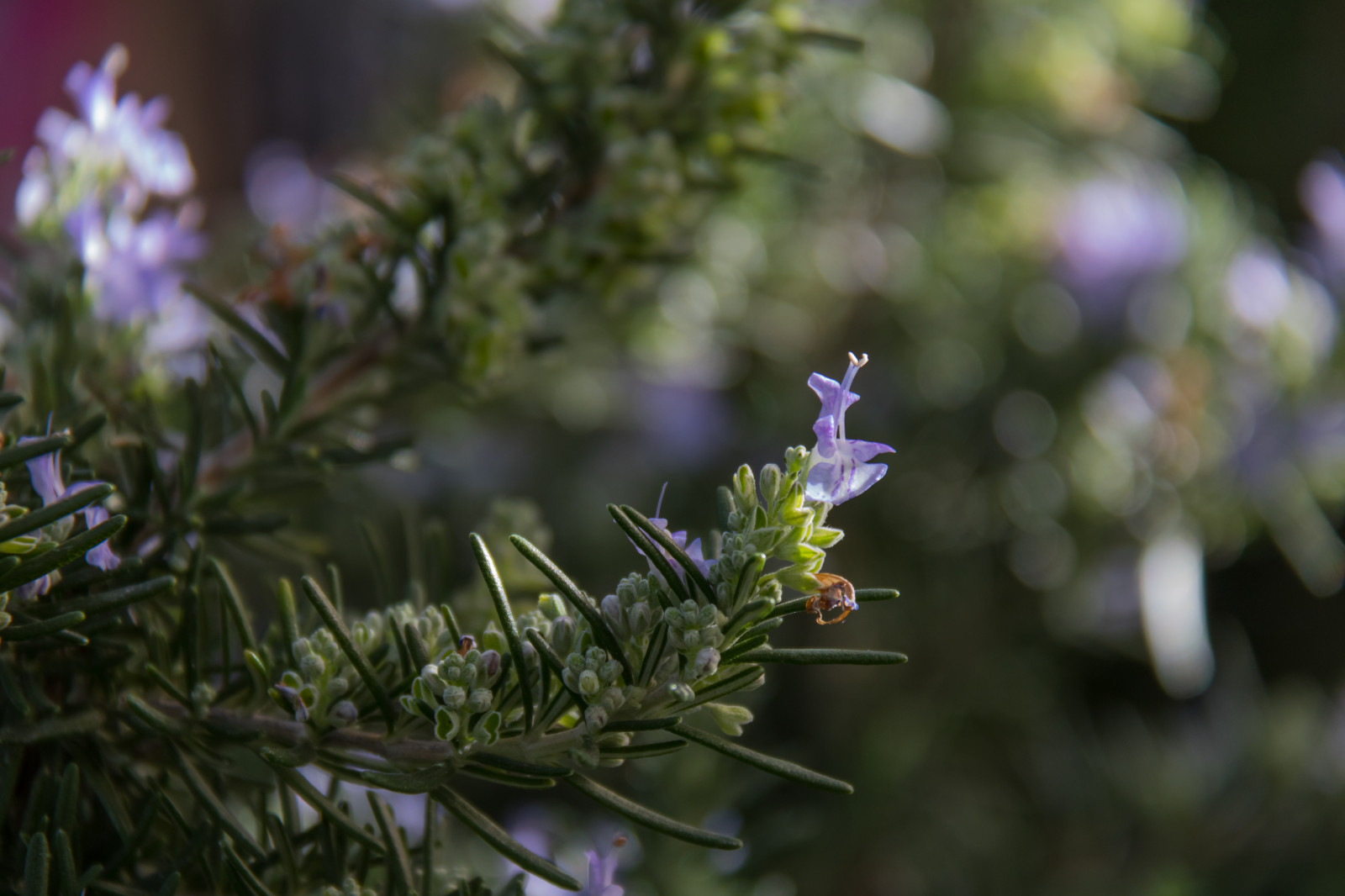 natur, afdeling, grøn, blomst, forår, træ, blad, blomst, plante, flora, blomma, Vellinge, vellingeblomman, wildflower, botanik, jord plante, blomstrende plante, Busk, makrofotografering