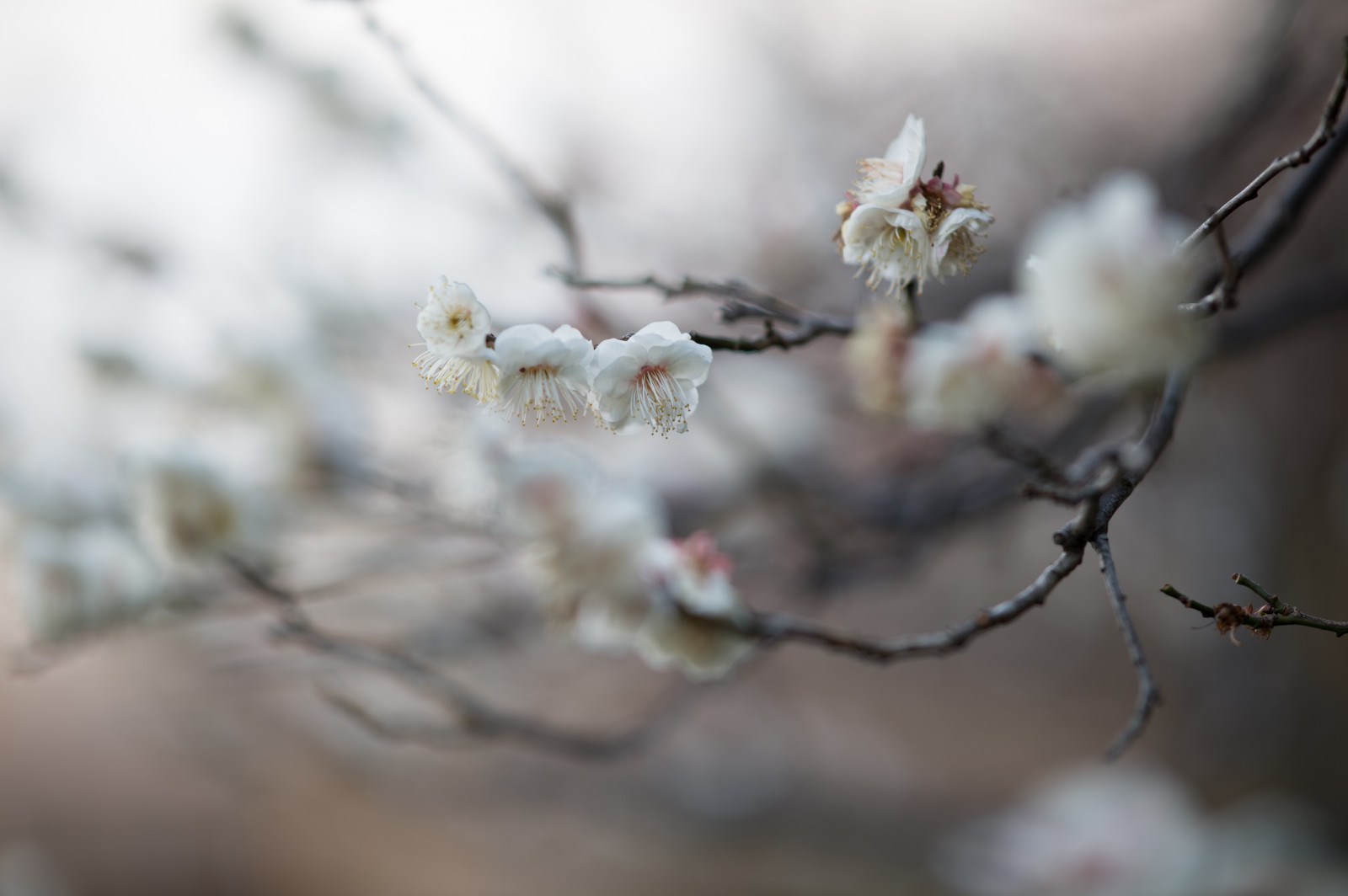 Japonsko, Příroda, zima, fotografování, větev, Třešňový květ, Nikon, květ, jaro, Tokio, zmrazení, jp, NIKKOR, list, květ, rostlina, sezóna, UME, flóra, okvětní lístek, afs105mmf14eed, afsnikkor105mmf14eed, df, ikegamibaien, Ikegami, japaneseapricot, větvička, zblízka, makro fotografie