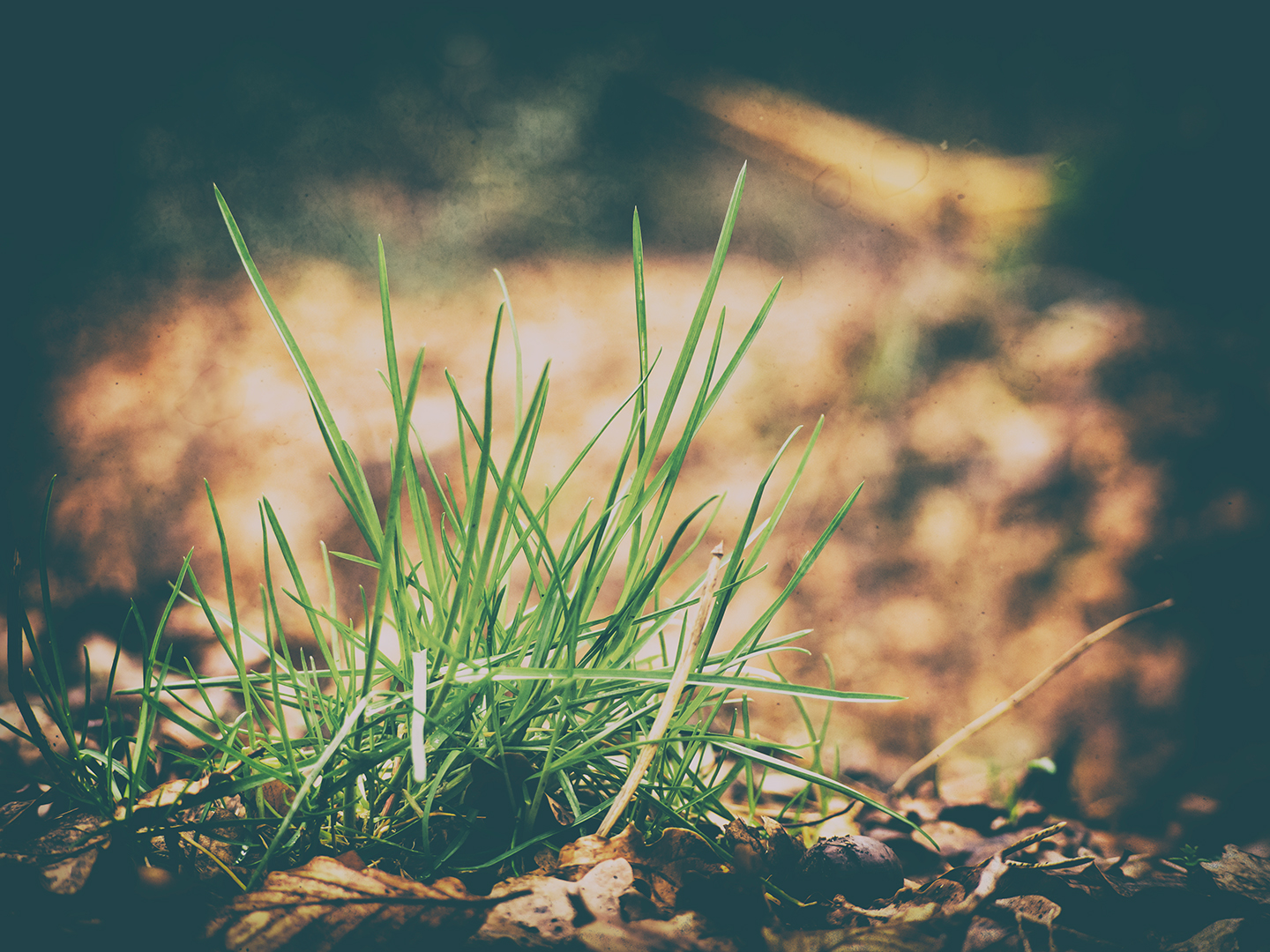 luce del sole, natura, erba, campo, fotografia, legna, avvicinamento, macro, ramo, verde, mattina, albero, autunno, foglia, fiore, pianta, flora, macro, natur, gr n, prato, Wald, gras, prateria, suolo, botanica, impianto di terra, avvicinamento, fotografia macro, famiglia di erba, staminali vegetali