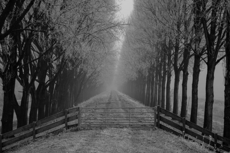 strom, Černá, Příroda, Černý a bílý, dřevina, monochromatické fotografování