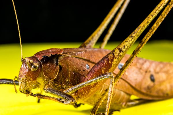 grasshopper,macro,insect