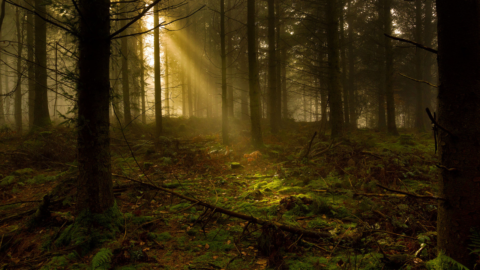 krajina, landscapephotography, zálesí, stromy, les, světlo, Sidmouth, Devon