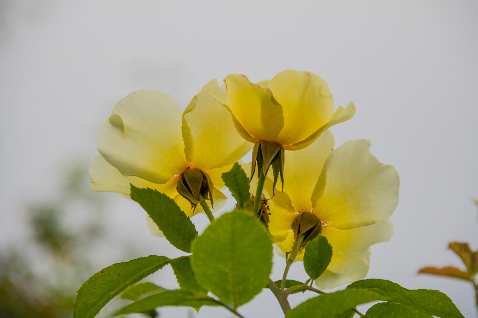 zelená, žlutý, růže, květ, květ, rostlina, flóra, Blomma, exif modelu canoneos760d, geocountry, Kamera aby kánon, geocity, Model fotoaparátu canoneos760d, geostate, geolocation, EXIF čočka efs18200mmf3556is, exif focallength 200mm, exif aby kánon, EXIF isospeed 100, EXIF otvor 71, katrinetorp, katrinetorpslanderi, okvětní lístek, rosa, divoká rostlina, botanika, suchozemská rostlina, kvetoucí rostlina, zblízka, makro fotografie, závod stonek, fialová rodina