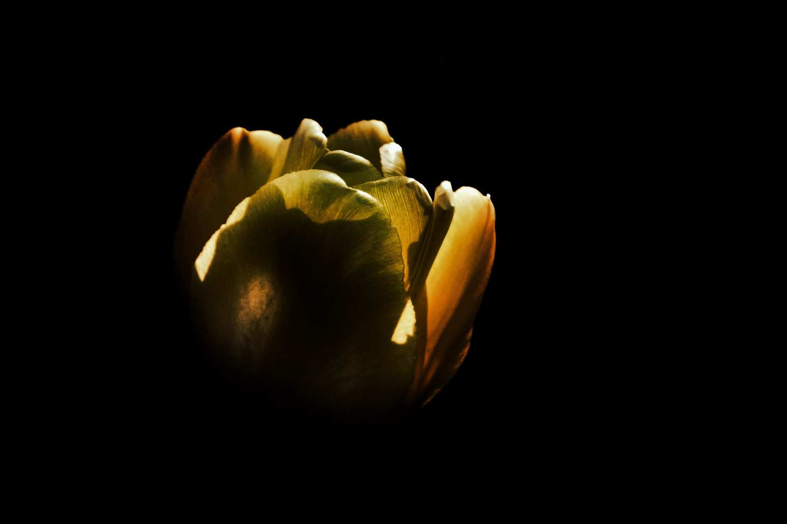 květiny, Příroda, stín, fotografování, detailní, makro, žlutý, fotograf, Nikon, světlo, Krásná, list, květ, prozkoumat, rostlina, fotografie, tulipán, osvětlení, natur, tma, okvětní lístek, fotky, ngc, nikonflickraward, Soe, fotografie, Foto dne, excapture, blumen, nikond3300, počítač tapeta, suchozemská rostlina, kvetoucí rostlina, orgán, zblízka, makro fotografie, zátiší fotografování, Supermacro