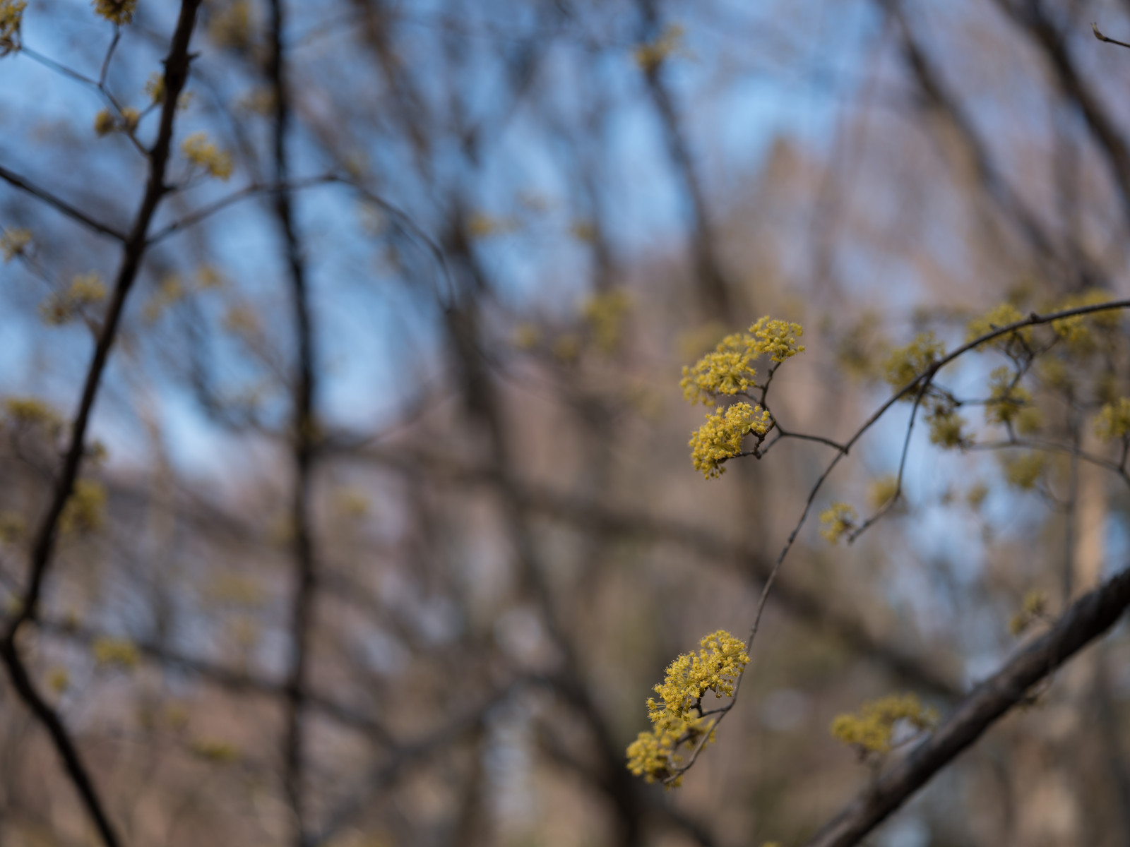 Japonsko, slunečnímu záření, Příroda, větev, žlutý, Třešňový květ, květ, jaro, Tokio, Fujifilm, jp, strom, podzim, list, květ, rostlina, sezóna, flóra, fuji, Fujinon, gf, gf63mm, gf63mmf28rwr, gfx, gfx50s, jindaibotanicalgardens, Chofu, divoká rostlina, vyrobit, botanika, dřevina