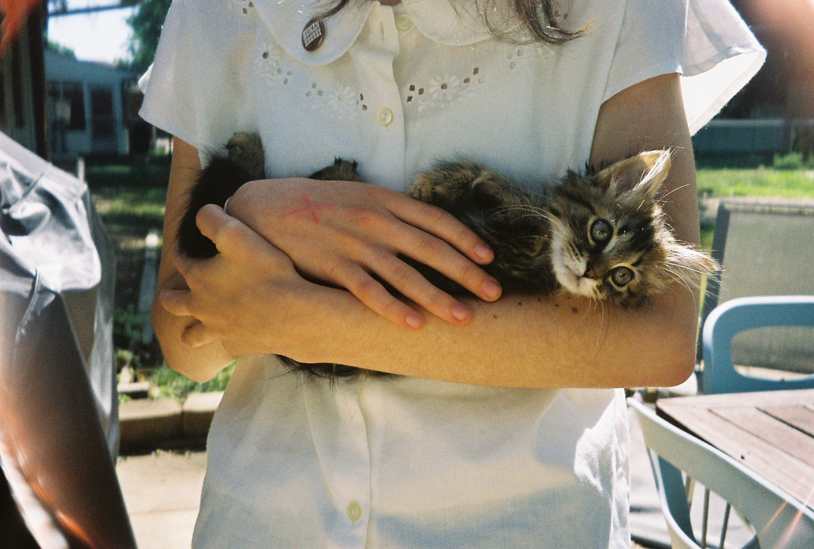 Červené, film, košile, kočka, oči, srstnatý, zadní dvorek, Dálnice, kotě, zbraně, olivový, nějaký, Koťátko, x, člověk, nehty, souhvězdí, skelný, chloupky, límečkem, kittykins