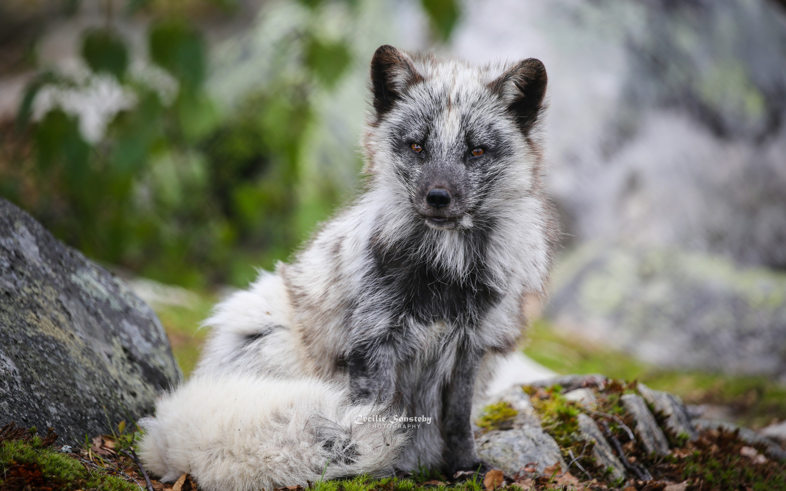 portrét, ocas, tráva, detailní, mech, Norsko, Volně žijících živočichů, Kánon, srst, liška, kníry, polární liška, Krásná, krása, ngc, canon5dmarkiii, fauna, savec, specanimal, npc, langedrag, markiii, čenich, pes jako savec, polarfox, kožich, ubývání, ef100400mmf4556lisiiusm, Bluefox, Letní plášť