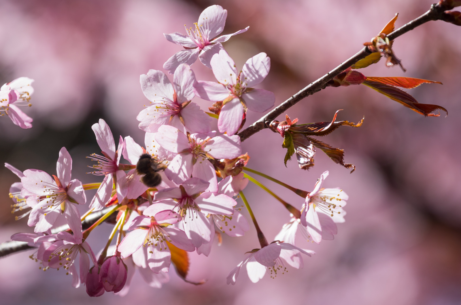 mad, afdeling, frugt, cherry blossom, blomst, lyserød, forår, blad, blomst, plante, sæson, kirsebær, flora, blomma, Trelleborg, kronblad, rosa, Kvist, fremstille, botanik, jord plante, blomstrende plante, tæt på, makrofotografering