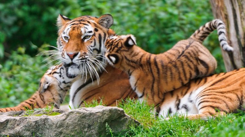 zvěř, Příroda, tygr, Volně žijících živočichů, velké kočky, zoologická zahrada zvěř, Příroda, tygr, Volně žijících živočichů, velké kočky, zoologická zahrada
