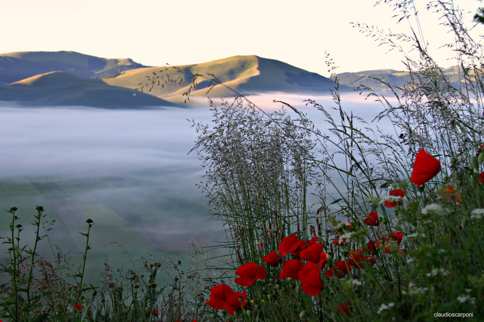 paesaggio, Italia, natura, Canone, estate, natura selvaggia, umbria, montagna, fiore, pianta, papavero, flora, Parco Nazionale, prato, paesaggi, getty, verde, colorphotoaward, flickrbronzetrophygroup, Fiore di campo, Paesaggio, sibillini, norcia, castelluccio, parconazionale, claudiophoto, Vettore, Colline, paesaggiitaliani, ambiente naturale, vette