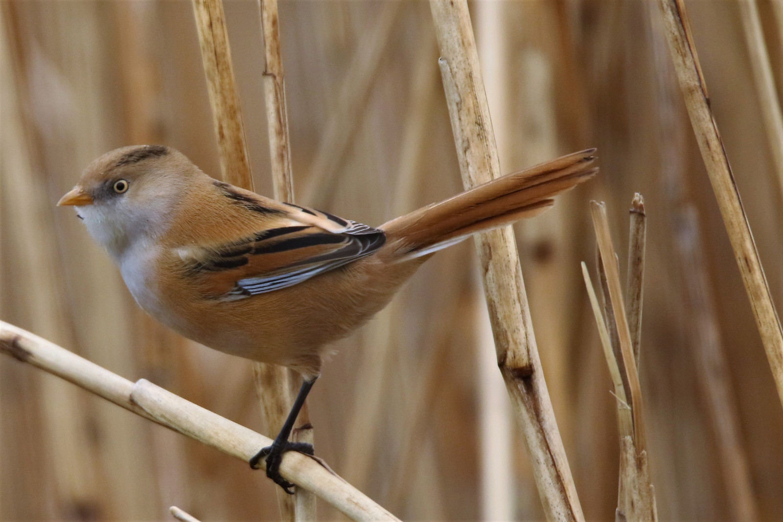 vousatý, Rýžování, sýkorka, 7d, sport, 150600, sigma, žlutý, grahamparrywildlife, malý, Spojené království, kent, RSPB, dungeness, zvíře, venkovní, zobrazování, fotografie, flickr, přidat, Nový, slunečnímu záření, hloubka, pole, peří, pták, makro, zavřít, nahoru, hnědý, Drobný, hlasitý, Pěvec, píseň, ping, MK2, Kánon, bledý, mlhavý, mlha, ženský