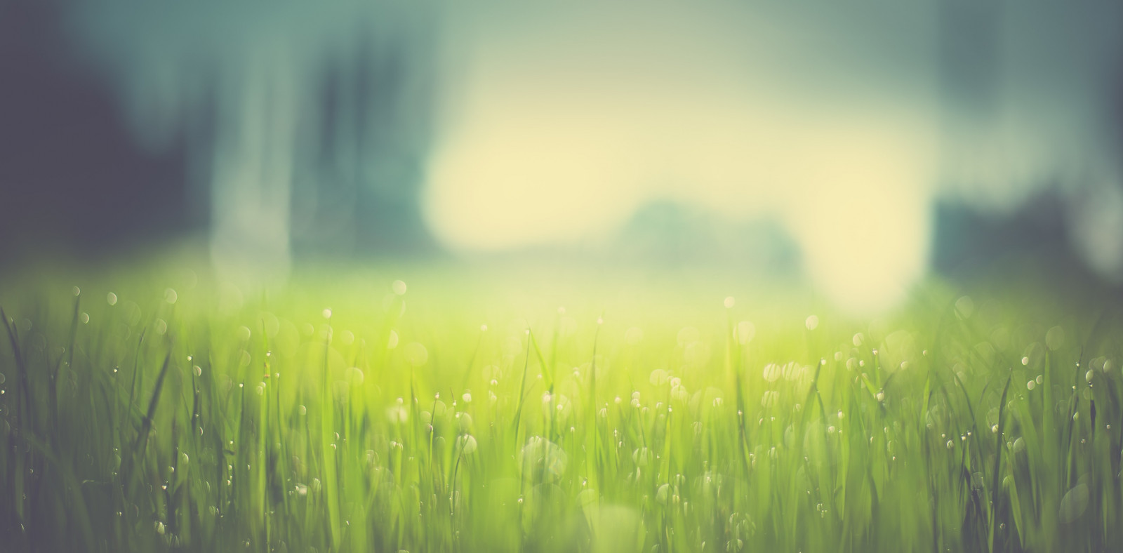 slunečnímu záření, Příroda, odraz, tráva, pole, zelená, ráno, atmosféra, jitřenka, světlo, list, lučina, rostlina, louka, trávník, atmosférický jev, počítač tapeta, zblízka, makro fotografie, tráva rodina, závod stonek