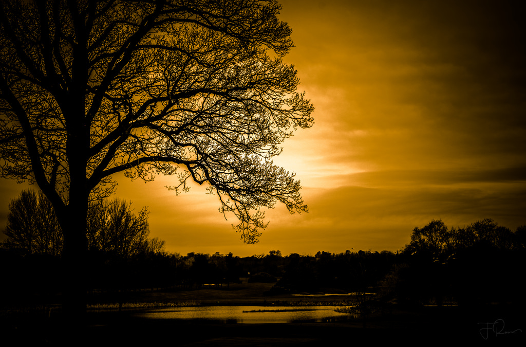 Himmel, Natur, Baum, Gelb, Holzige Pflanze, Atmosphäre, Ast, Sonnenuntergang, Dämmerung, Sonnenaufgang, Morgen, Abend, Blatt, Betrachtung, Dämmerung, Sonne, Sonnenlicht, Wasser, Horizont, Atmosphäre der Erde, Nachglühen, Wolke, Dunkelheit, Landschaft, Bank, Astronomisches Objekt, Computer-Tapete, Silhouette, Pflanze, Nacht-, stock photography, ruhig