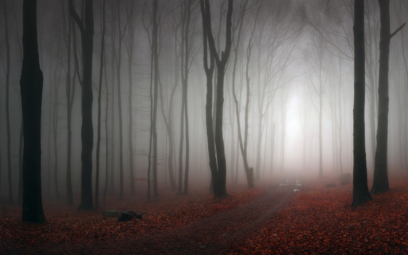 sollys, landskab, Skov, efterår, blade, natur, morgen, tåge, atmosfære, sti, lys, træ, tåge, vejr, mørke, skærmbillede, levested, naturligt miljø, atmosfærisk fænomen