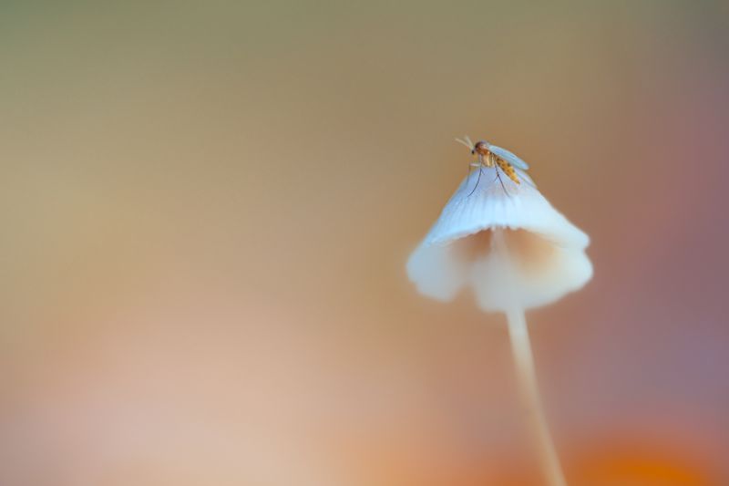 μανιτάρι, nikond800, sigma180mm128apomacrodghsm, Μυκήτο μανιτάρι, nikond800, sigma180mm128apomacrodghsm, Μυκήτο