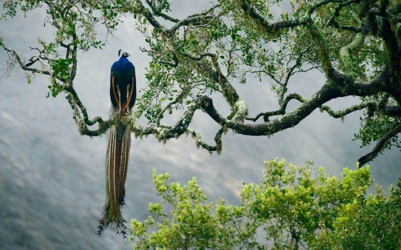 sunlight, forest, birds, nature, peacocks, branch sunlight, forest, birds, nature, peacocks, branch