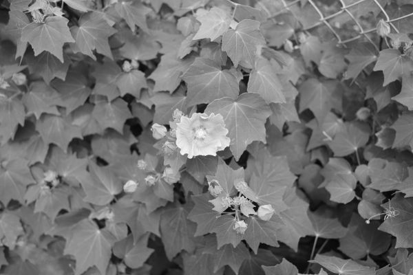 black,monochrome,branch,white,photography,symmetry