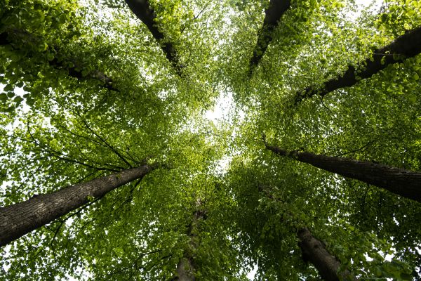 sunlight,forest,nature,branch,green,jungle