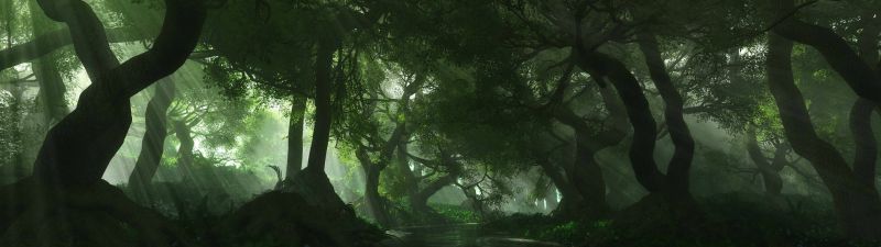 sunlight, forest, nature, branch, green, mist sunlight, forest, nature, branch, green, mist
