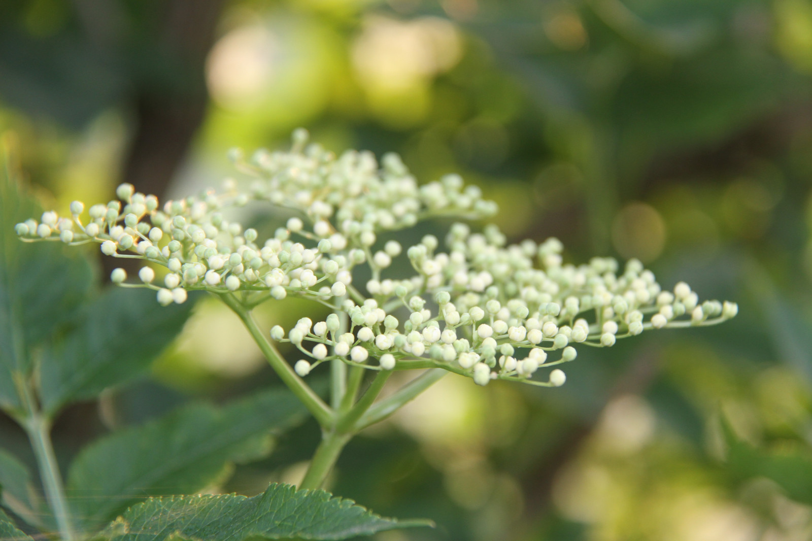 alimente, ramură, verde, inflori, iarbă, vesnic verde, frunze, floare, plantă, floră, fl der, flori sălbatice, legume şi fructe, botanică, plante teren, plante cu flori, arbust, macro fotografie, cretusca, Viburnum