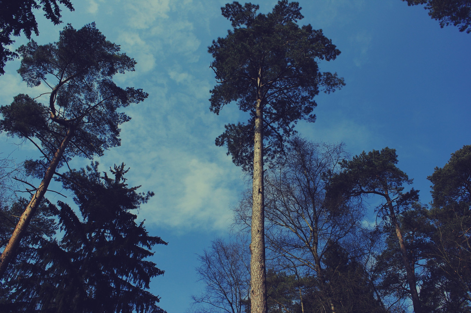 slunečnímu záření, les, zvěř, květiny, Příroda, nebe, zima, Země, větev, ráno, smrk, divočina, mrak, strom, podzim, list, hora, rostlina, sezóna, zálesí, místo výskytu, přírodní prostředí, atmosférický jev, suchozemská rostlina, dřevina, ekosystém, mírné jehličnatý les, biome