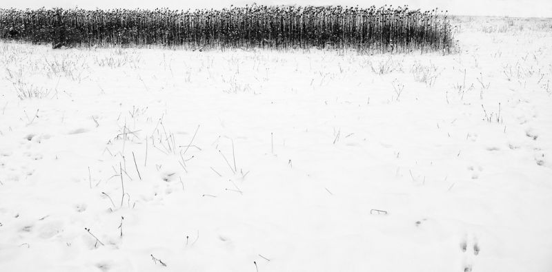 bílý, Černý a bílý, monochromatické fotografování, zmrazení, černobílý, strom