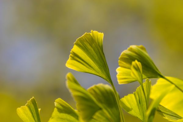 green,leaf,malmo,gron,geolocation,ginko