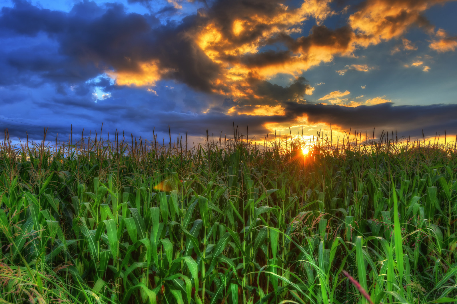 แสงแดด, แนวนอน, พระอาทิตย์ตก, ธรรมชาติ, การสะท้อน, หญ้า, ท้องฟ้า, ฟิลด์, พระอาทิตย์ขึ้น, สีเขียว, เช้า, HDR, พลบค่ำ, Campo, พื้นที่ชุ่มน้ำ, 2014, เมฆ, ดอกไม้, ทุ่งหญ้า, ปลูก, Cielo, เกษตรกรรม, ทุ่งหญ้า, เพียงผู้เดียว, อัลบ้า, Mais, สนามหญ้า, nuvole, lombardia, ทุ่งหญ้า, พืช, บึง, เขตชนบท, ถิ่นที่อยู่, สภาพแวดล้อมทางธรรมชาติ, ครอบครัวหญ้า, นาข้าว, Brianza, saronno, Agricoltura, ferragosto, Pannocchie