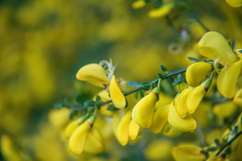ηλιακό φως,τροφή,φύση,κλαδί,πράσινος,κίτρινος
