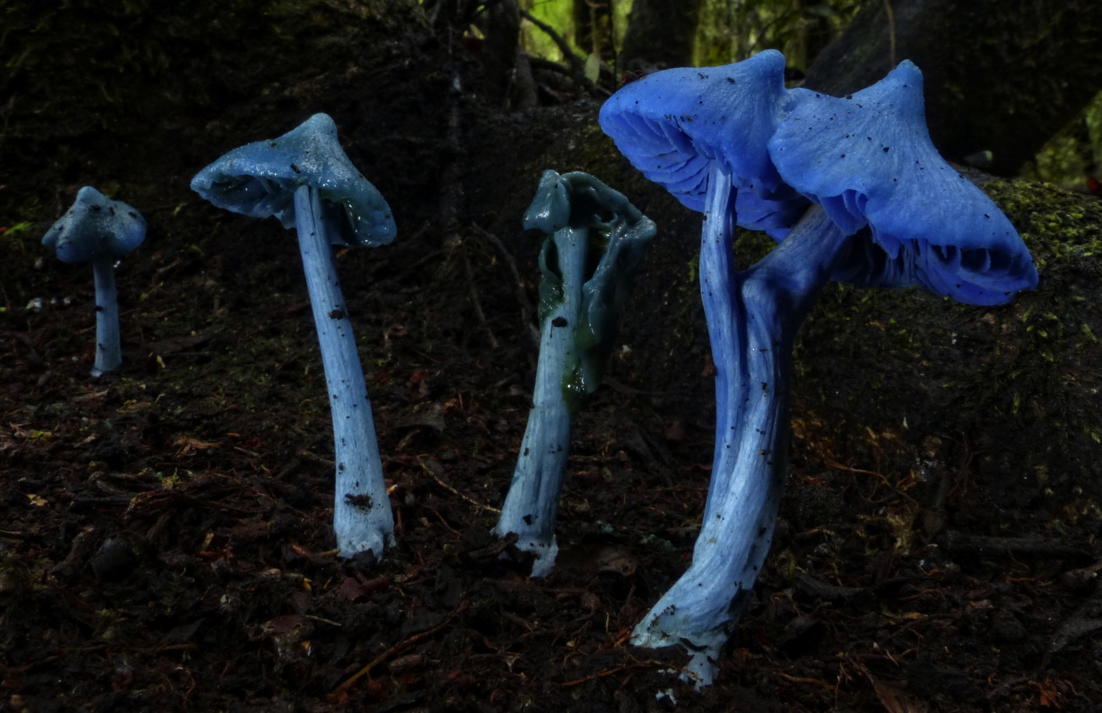 aotearoa, Nový Zéland, Newzealandwild, Příroda, Newzealandnature, divoký, západní pobřeží, divočina, Wildnewzealand, Wonderlandaotearoa, houba, houby, mykologie, barevný, houba, houby, muchomůrka, muchomůrky, dosti, ohromující, krása, makro, Supermacro, detailní, les, deštný prales, Kakawaupeak, Marsden, Omotorange, vápenec, Stevereekie, fotografování, Stevereekiephotography, Stevereekiephotos, Scenicnewzealand, Newzealandfotografie, Novýfotografiefotografie, Newzealandgeographic, národní geografie, Entolom, Entolomahochstetteri, modrý, tyrkysový, Páni, Báječné, greatnature, Wildaotearoa, Krásná, nádherný, Newzealandfungi, Newzealandfungus