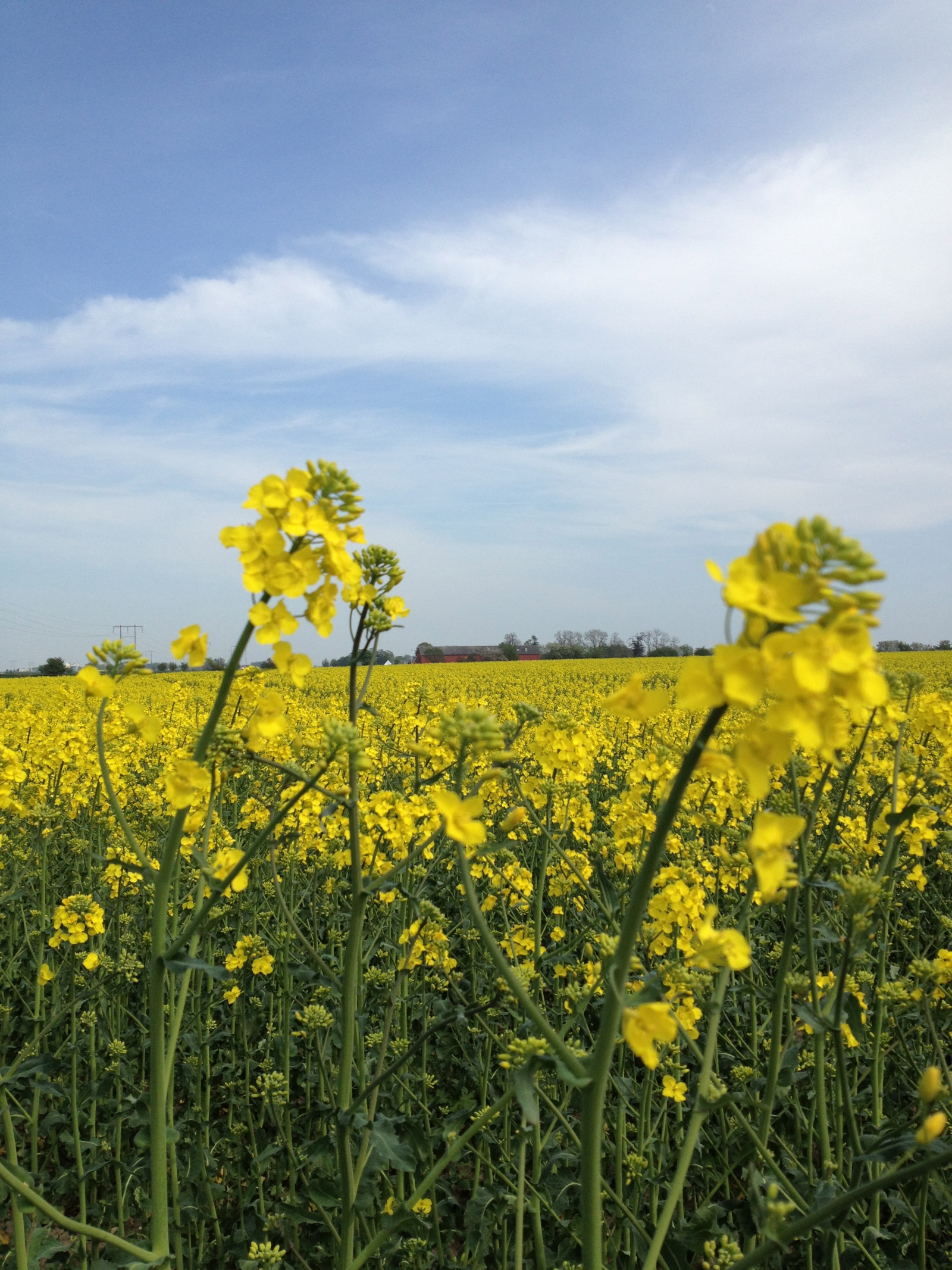 slunečnímu záření, krajina, jídlo, tráva, nebe, pole, žlutý, řepkového, květ, lučina, rostlina, řepka, zemědělství, soderslatt, louka, prostý, divoká rostlina, prérie, oříznutí, venkov, vyrobit, suchozemská rostlina, kvetoucí rostlina, ekosystém, tráva rodina, zeleninový, brassica, daisy rodina, hořčice závod, brassica rapa, hořčice a zelí rodina