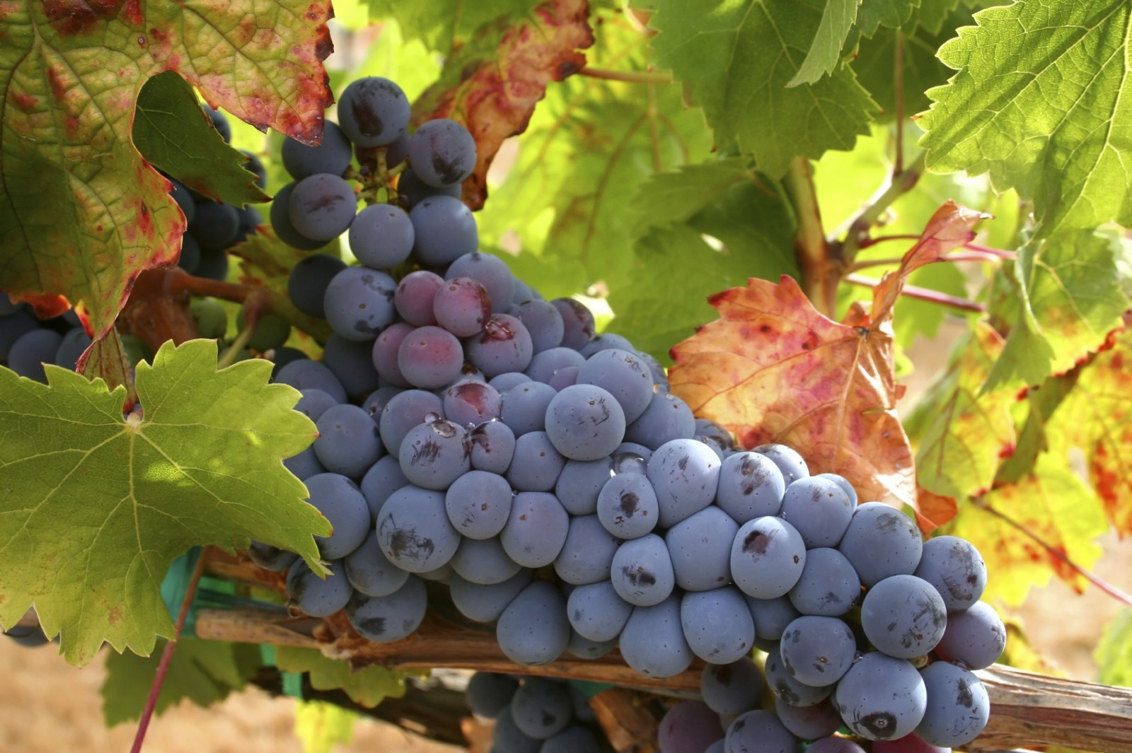 Blätter, Lebensmittel, Frucht, Trauben, Weinberg, Traube, Schwarze Trauben, Herbst, Pflanze, Landwirtschaft, produzieren, Landanlage, blühende Pflanze, Vitis, Weinrebenfamilie