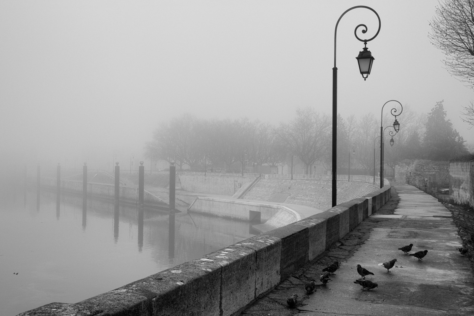 arles, brouillard, mlha, Rhone, holubi, lampadaires, noiretblanc, Černý a bílý, D7200