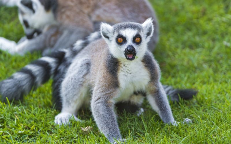 lemur,kleur,ogen,gras