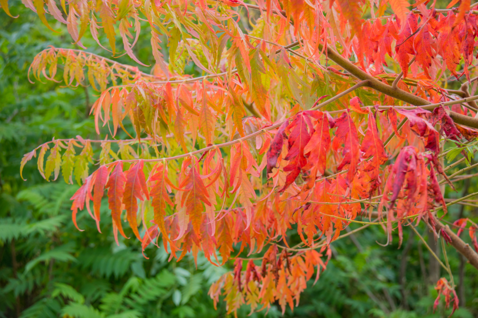 สวน, จอด, สาขา, ต้นไม้, ฤดูใบไม้ร่วง, ใบไม้, ดอกไม้, ปลูก, ฤดู, พืช, h st, l v, exif model canoneos760d, ประเทศธรณีวิทยา, กล้องทำให้ Canon, geocity, กล้องรุ่น canoneos760d, geostate, ตำแหน่งทางภูมิศาสตร์, เลนส์ Exifs efs18200mmf3556is, รูรับแสง 56, exif ทำให้ canon, exif isospeed 125, Alnarp, ความยาวคลื่น exif 40mm, พฤกษศาสตร์, โรงงานที่ดิน, พืชดอก, ไม้ยืนต้น, ไม้พุ่ม, ต้นเมเปิ้ล