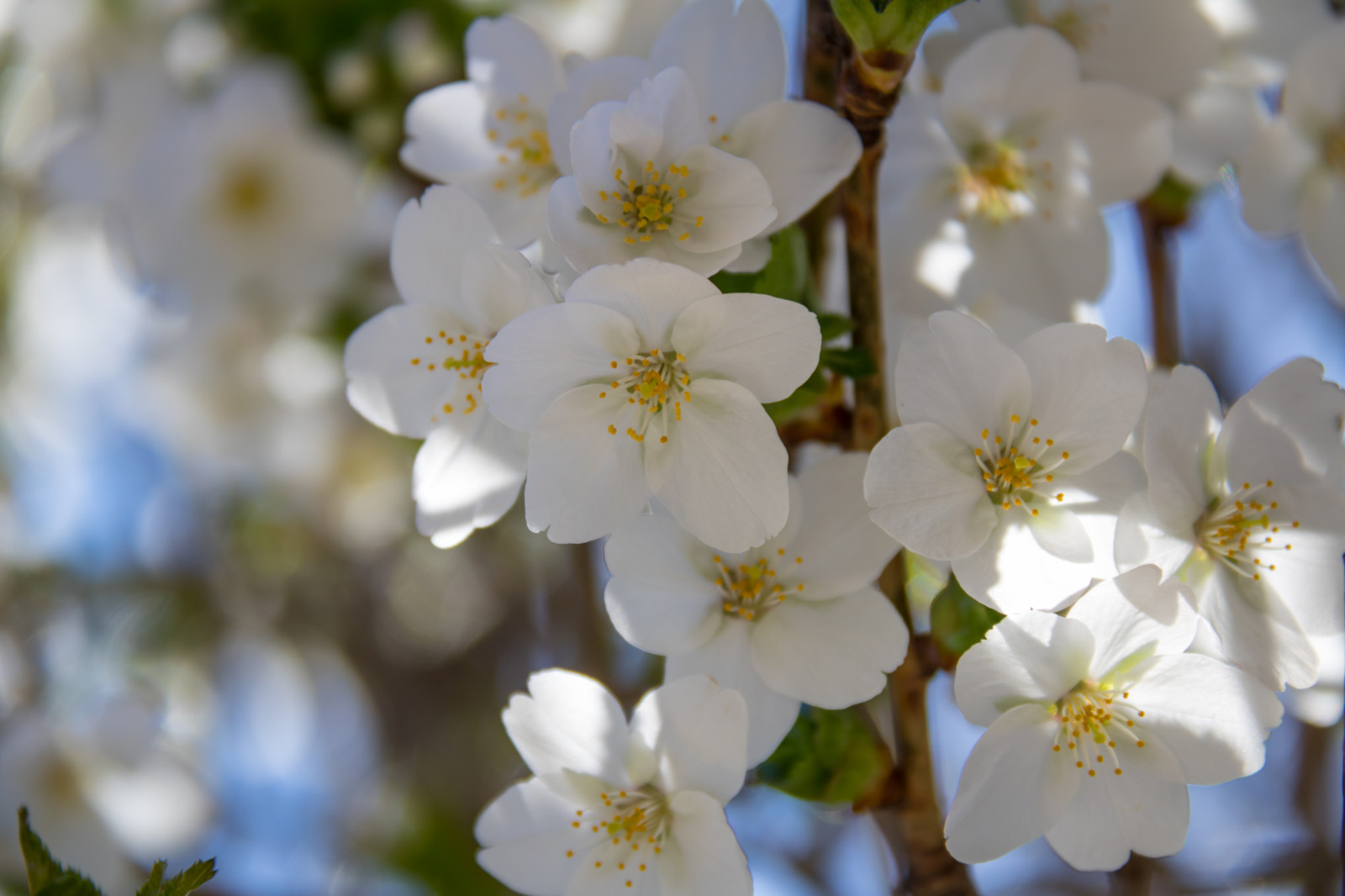 Güneş ışığı, beyaz, doğa, Şube, Kiraz çiçeği, Çiçeği, Bahar, çiçek, bitki, bitki örtüsü, Blomma, Trelleborg, Yaprakları, yabani çiçek, üretmek, botanik, Kara bitki, Çiçekli bitki, kapatmak, Makro fotoğrafçılığı