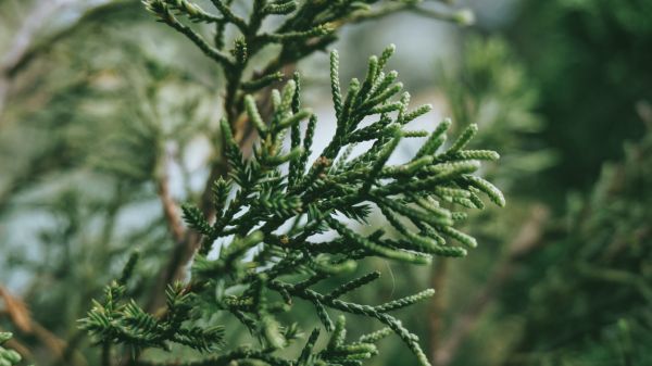 green,branch,frost,spruce,fir,conifer