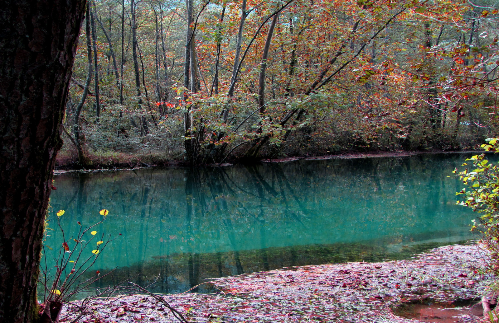 ฤดูใบไม้ร่วง, ท้องฟ้า, อิตาลี, การสะท้อน, ตก, ธรรมชาติ, น้ำ, ใบไม้, Foglie, เมฆ, Canon, การสะท้อน, ใบไม้, อิตาลี, nuvole, สัตว์ป่า, fiume, natura, Cielo, แม่น้ำ, acqua, autunno, riflessi, riflesso, livenza, fiumi, fiumelivenza, fogliariver, livenzariver