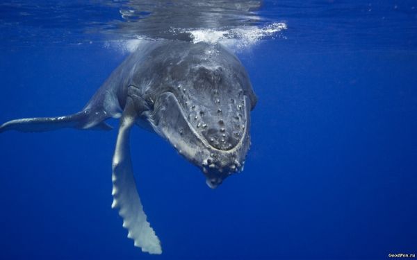 animals, sea, water, fish, underwater, whale