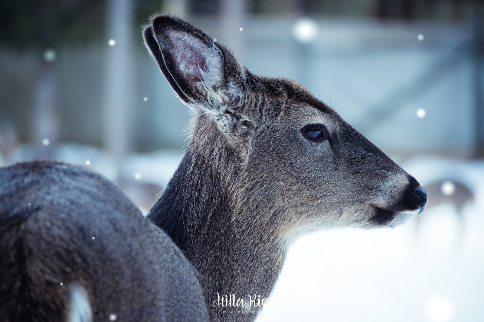 ใบหน้า, สีขาว, กวาง, ดวงตา, หาง, ธรรมชาติ, หิมะ, ฤดูหนาว, ใกล้ชิด, หนาว, สัตว์ป่า, เกล็ดหิมะ, สัตว์, เย็น, กลางแจ้ง, สัตว์ป่า, สัตว์เลี้ยงลูกด้วยนม, สัตว์มีกระดูกสันหลัง, ใกล้ชิด, ม้าเหมือนสัตว์เลี้ยงลูกด้วยนม, whitetailed, เกล็ด