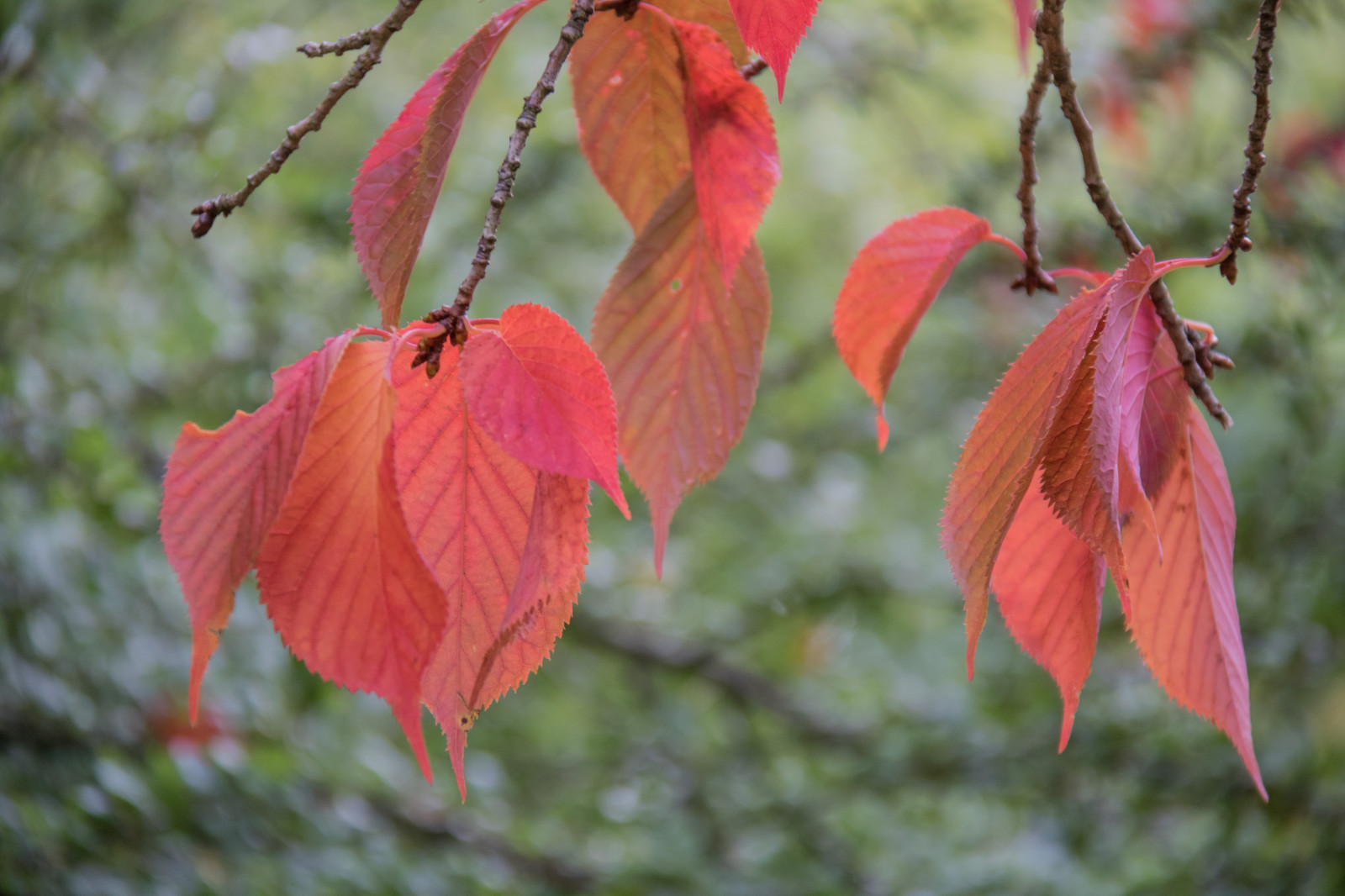 Garten, Natur, rot, Park, blühen, Baum, Herbst, Blatt, Blume, Pflanze, Jahreszeit, Flora, H st, Exif Modell canoneos760d, Geocountry, Kamera macht canon, Geocity, Kameramodell canoneos760d, Geostate, Geolocation, Exif linse efs18200mmf3556is, Exiföffnung 56, Exif machen canon, Exif focallength 150mm, Alnarp, Exif isospeed 500, Blütenblatt, Wildblume, Botanik, Landanlage, blühende Pflanze, Holzige Pflanze, Strauch, Makrofotografie, Ahornbaum