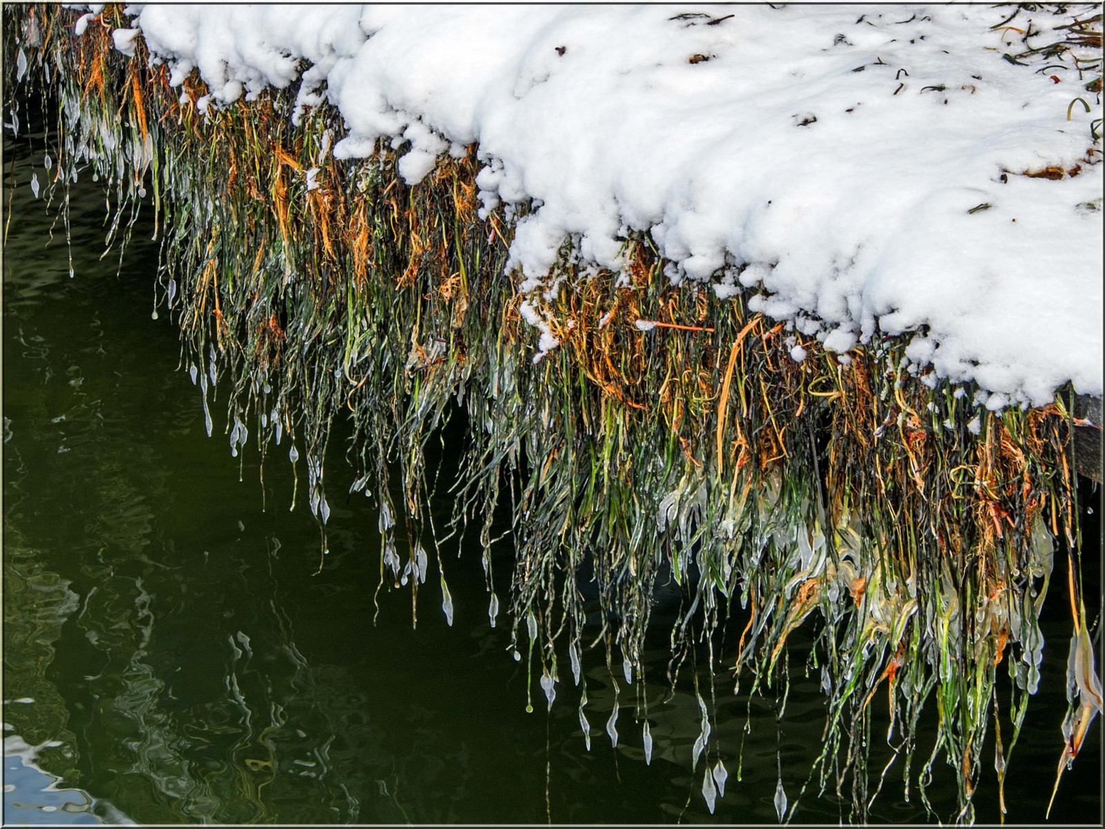 vand, afspejling, græs, vinter, Tyskland, Dam, istap, forår, Fryser, tang, træ, plante, flora, Havn, deutschland, Schnee, ostsee, winterbeauty, ostseeleuchte, eis, balticsea, travem nde, hafen, græs familie, fishingport, habor, bootssteg, seetang, wintersch nheit