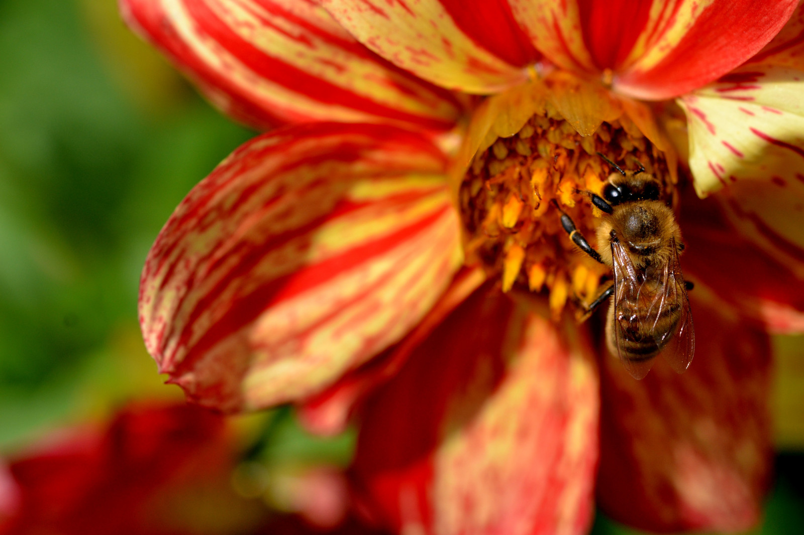 Wallpaper : nature, red, pollen, blossom, Bee, autumn, leaf, flower ...