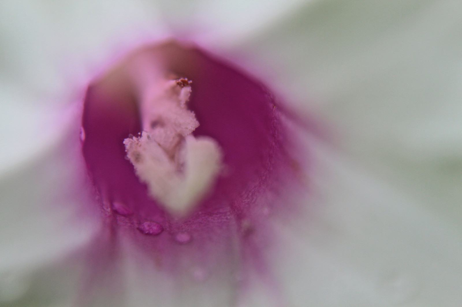 ธรรมชาติ, หัวใจ, การถ่ายภาพ, ใกล้ชิด, แมโคร, เรณู, เบ่งบาน, bokeh, สีชมพู, สีม่วงแดง, ดอกไม้, ปลูก, พืช, กลีบดอก, ผักบุ้ง, naturelover, ดอกไม้ป่า, ใกล้ชิด, การถ่ายภาพมาโคร, ต้นกำเนิด, พืชสมุนไพร, flowerheart