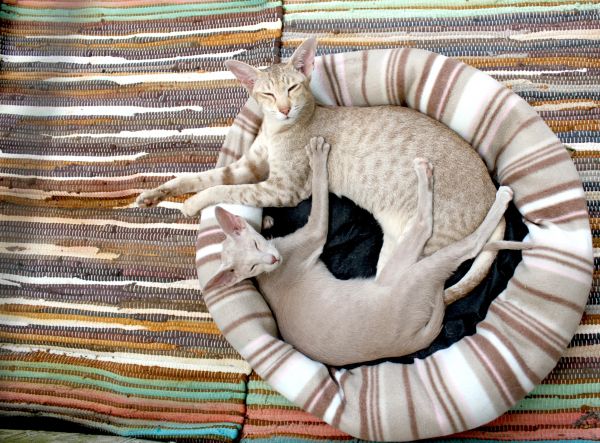 siamese cat,couple,lie,rug