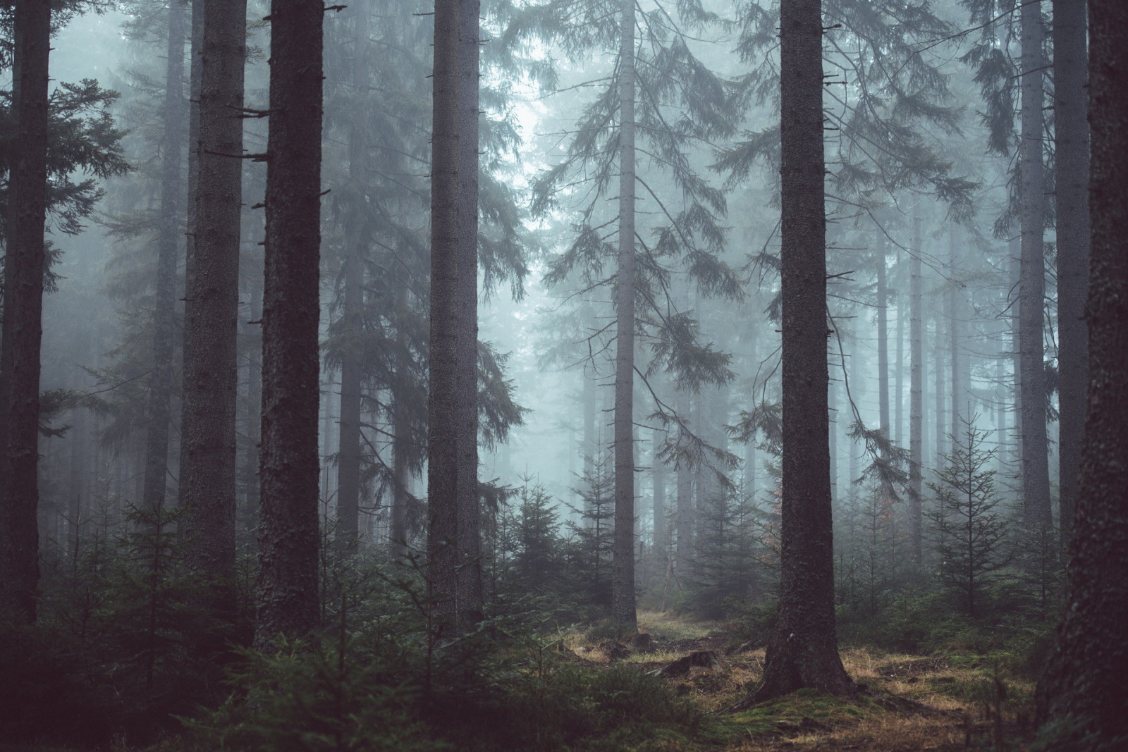 solljus, träd, landskap, skog, vatten, natur, väg, gren, morgon-, dimma, gran, regnskog, träd, dimma, väder, säsong, mörker, skärmdump, skog, livsmiljö, naturlig miljö, atmosfärs fenomen, vedartad växt, geografisk funktion, ekosystem, tempererade barrskog, biome, gammelskog