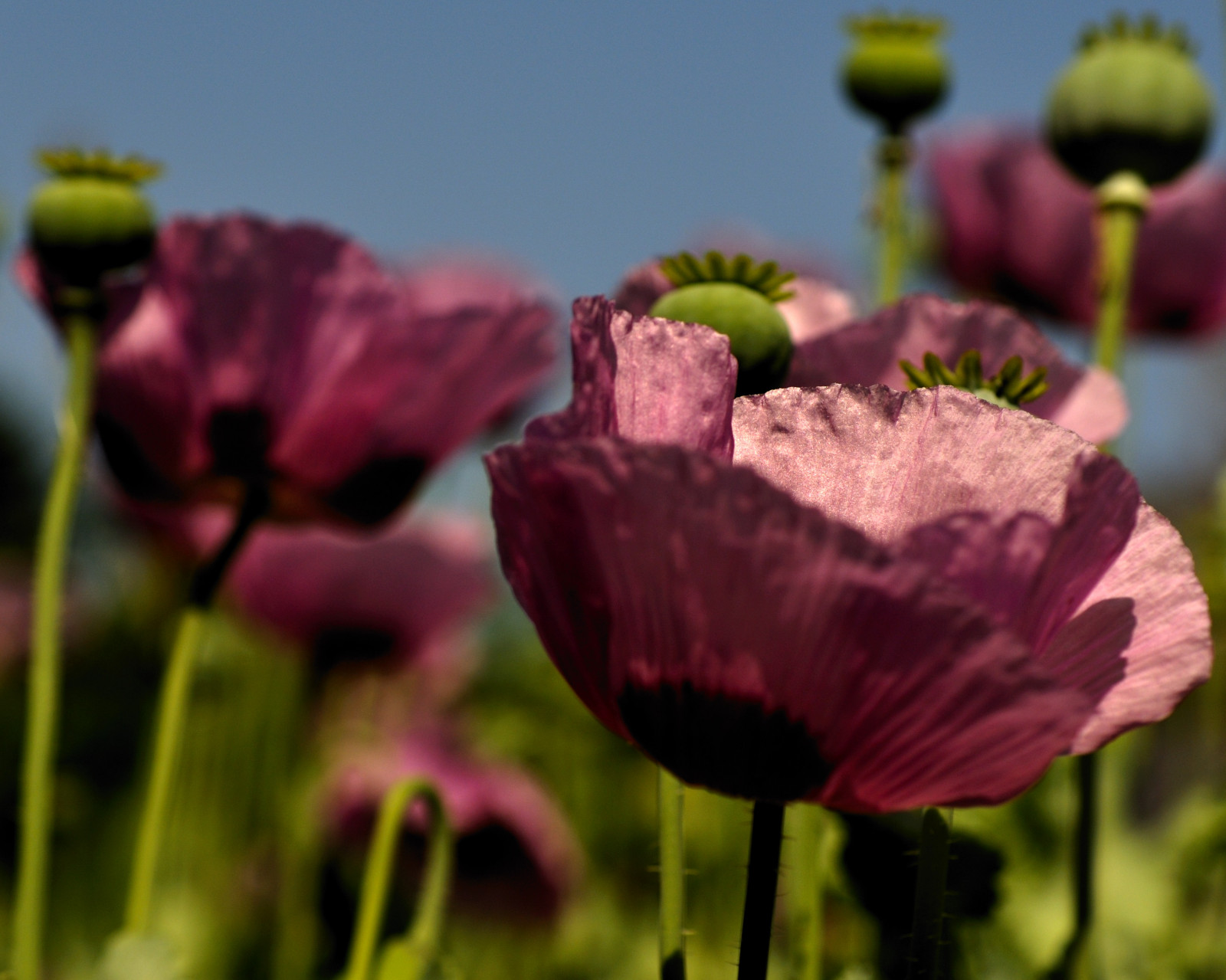 fiore, Germania, deutschland, Nikon, NGC, papaveri, Blume, allemagne, Mohn, d300, einseinszehn, Mfmicronikkor55mmf28ais