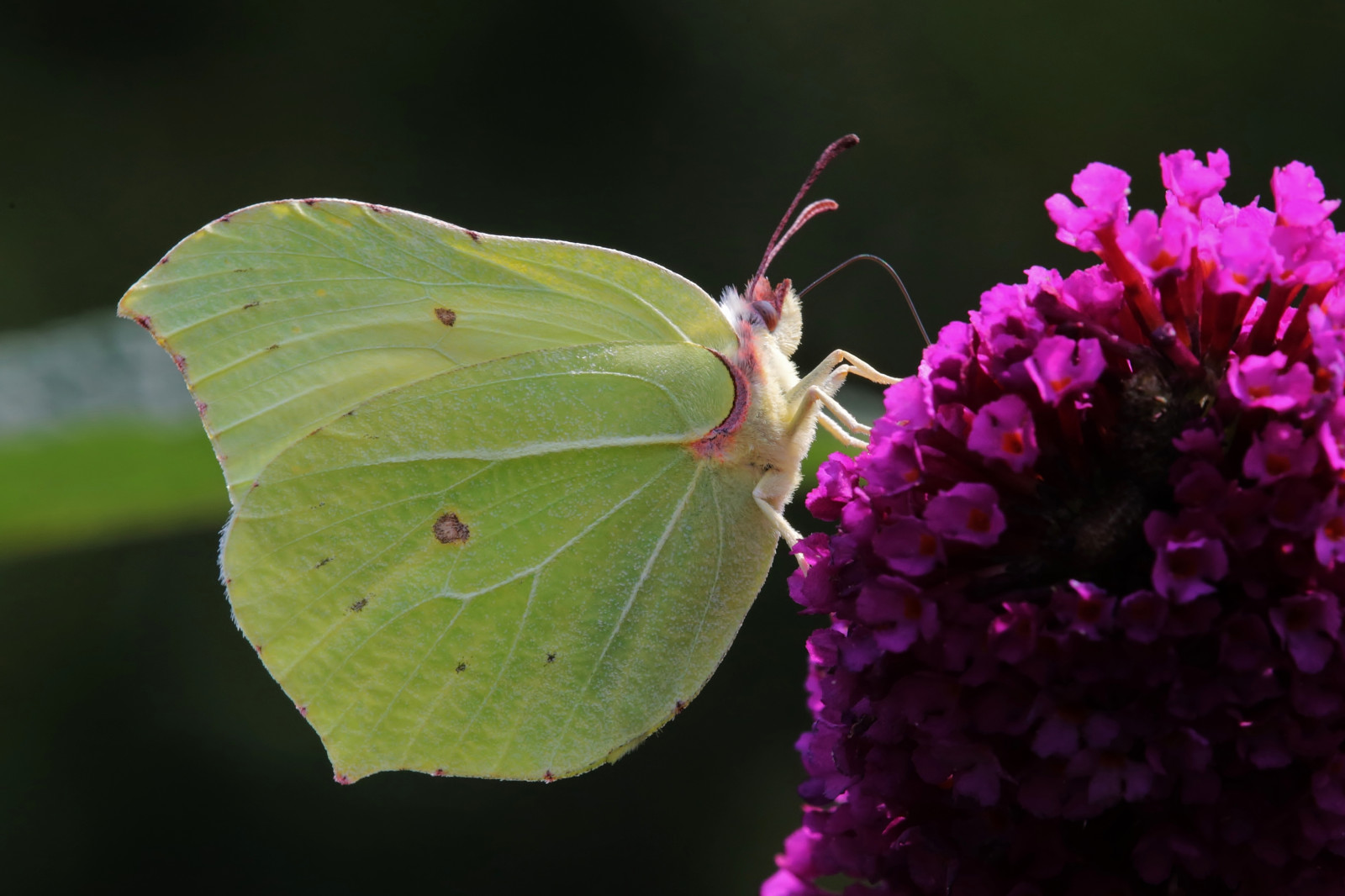 makro, motýl, hmyz, mol, květ, papillon, schmetterling, gonepteryxrhamni, canoneos5dmarkiii, makro fotografie, bezobratlý, organismus, nektar, opylovači, můry a motýli, lycaenid, Colias, Pieridae, štětec footed motýl, Spaf180mmf35dildifmacro11, Zitronenfalter