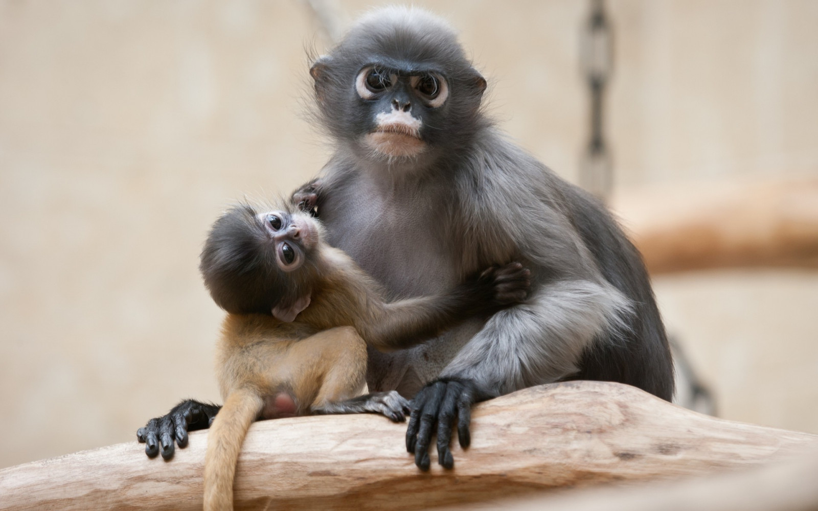 animali, natura, macaco, fauna, mammifero, 1920x1200 px, vertebrato, primate, platyrrhini, vecchia scimmia mondo, Cebus apella, langur