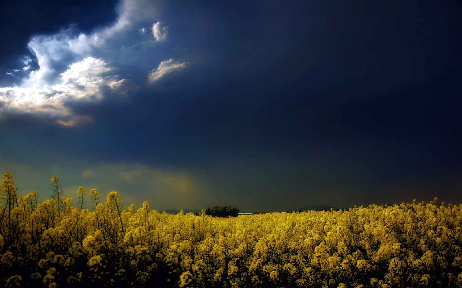 himmel, grå, skyet, skyer, blomster, felt
